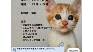 9月21日(日)ほごねこ譲渡会@白鳥コミュニティセンター | ふぁんずわーく